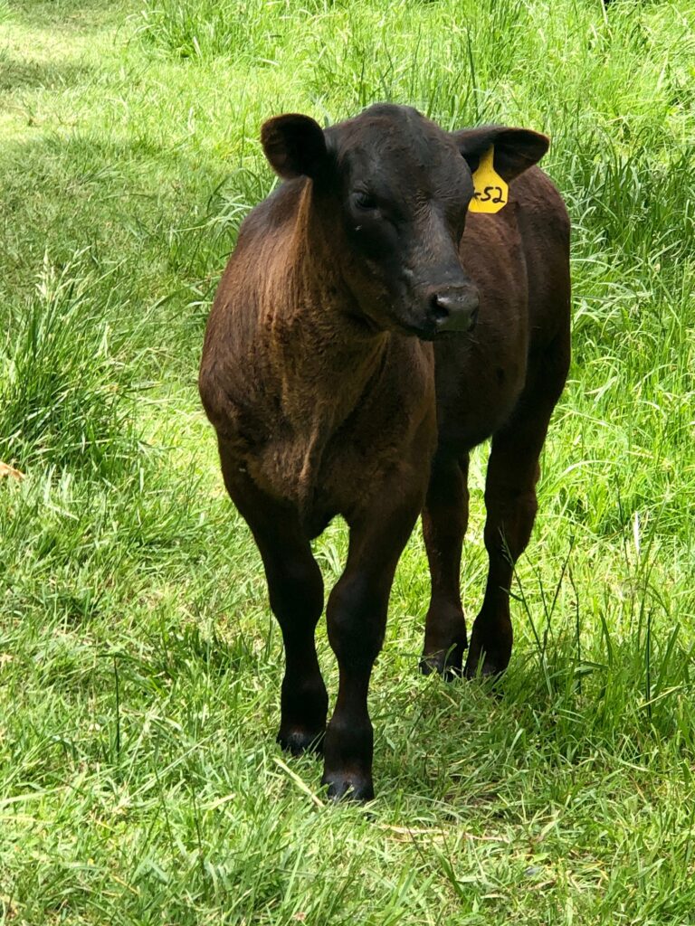 Argentina Grass Fed Beef